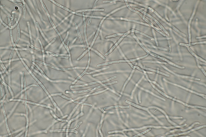 Cortinarius (subgenus Myxacium) elatior